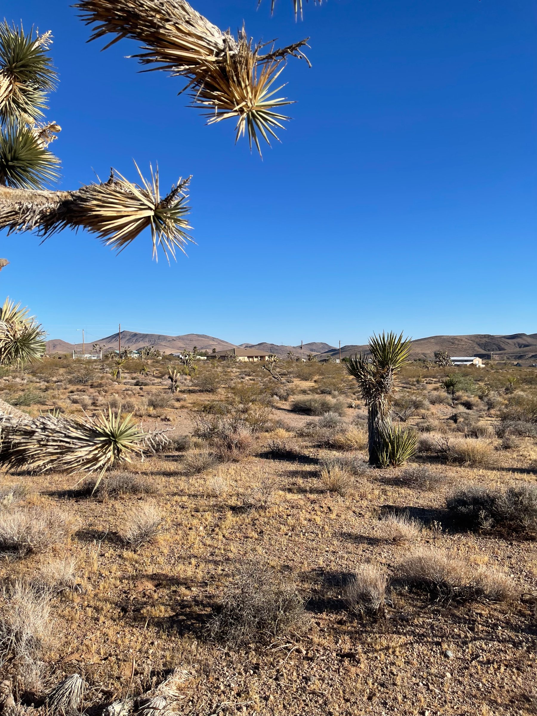 Build in White Hills — 1.01 Acres with Joshua Trees & Mountain Views